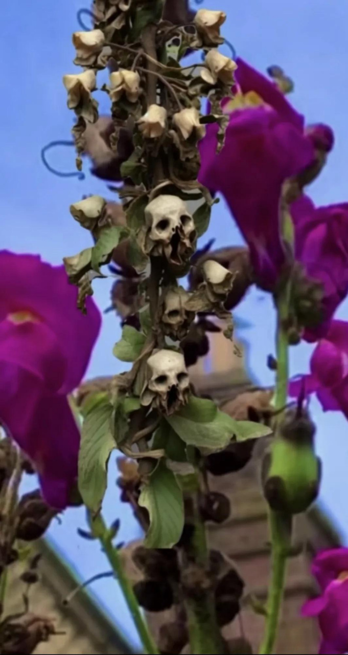 这是什么花?怎么这么可怕的样子