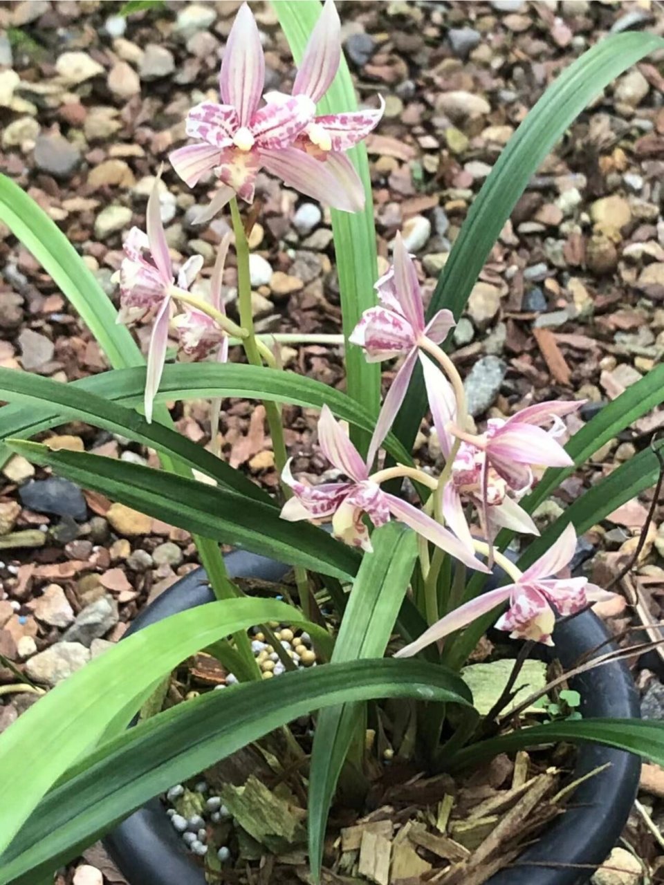 建兰 奇花 红猫蕊蝶 建兰红猫蕊蝶 勤花勤芽 适合新手 花期:6月至11月