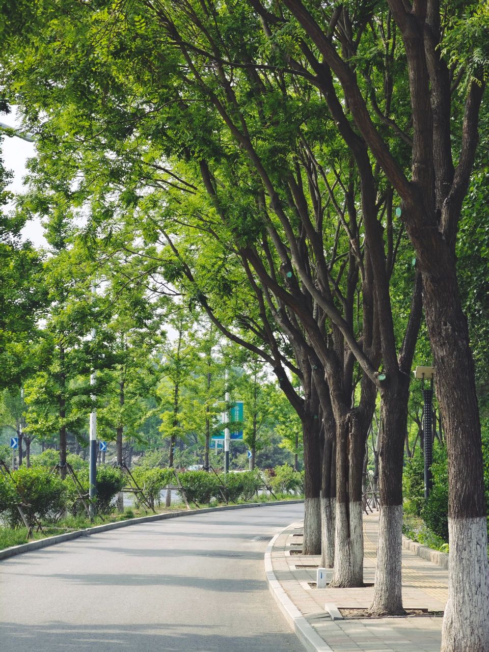 北京 东郊湿地公园          骑行好去处,公园美丽幽静,照片是今年五