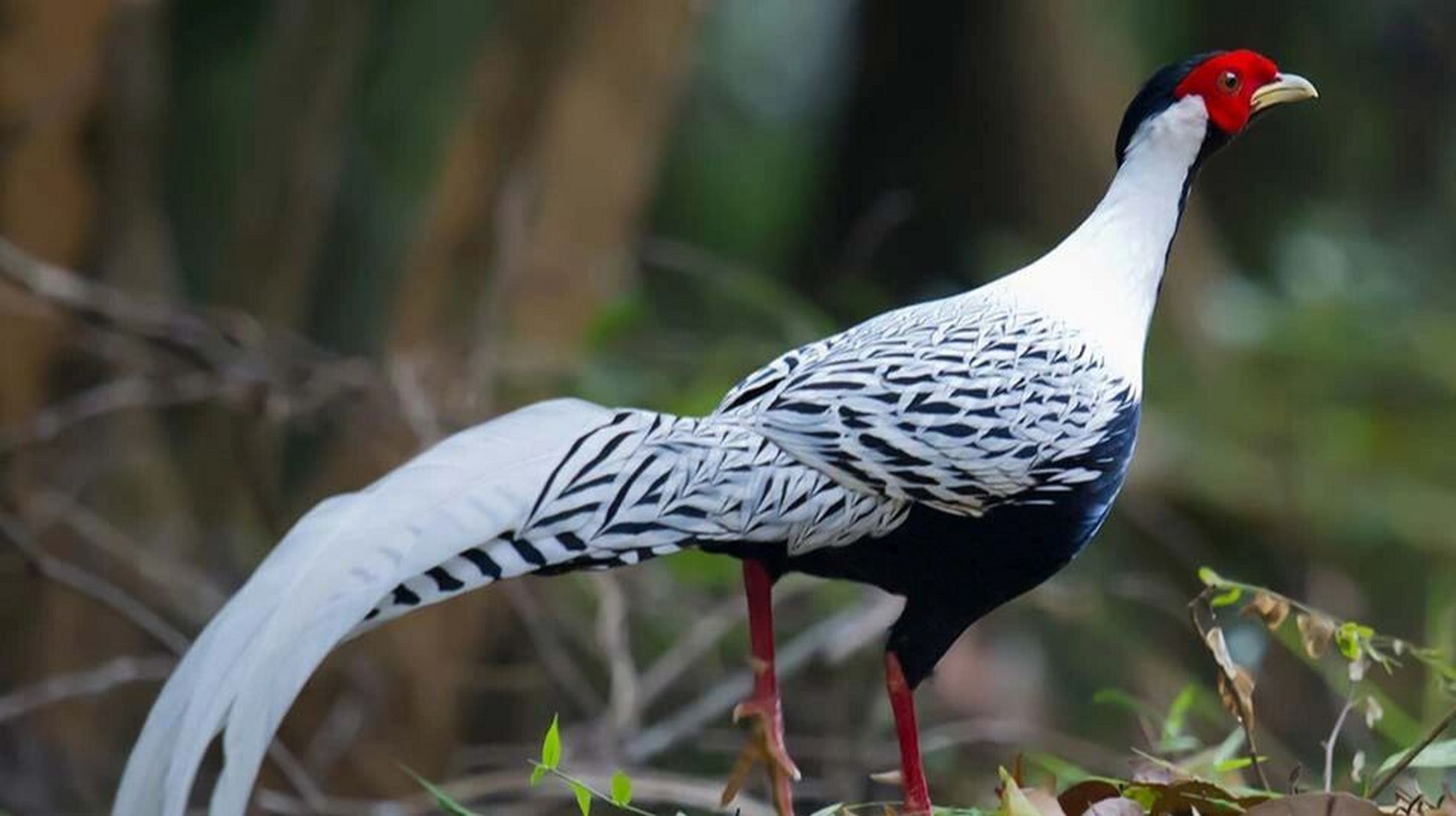 白鹇知识分享 白鹇(lophura nycthemera)雄鸟全长100-119厘米,雌鸟58