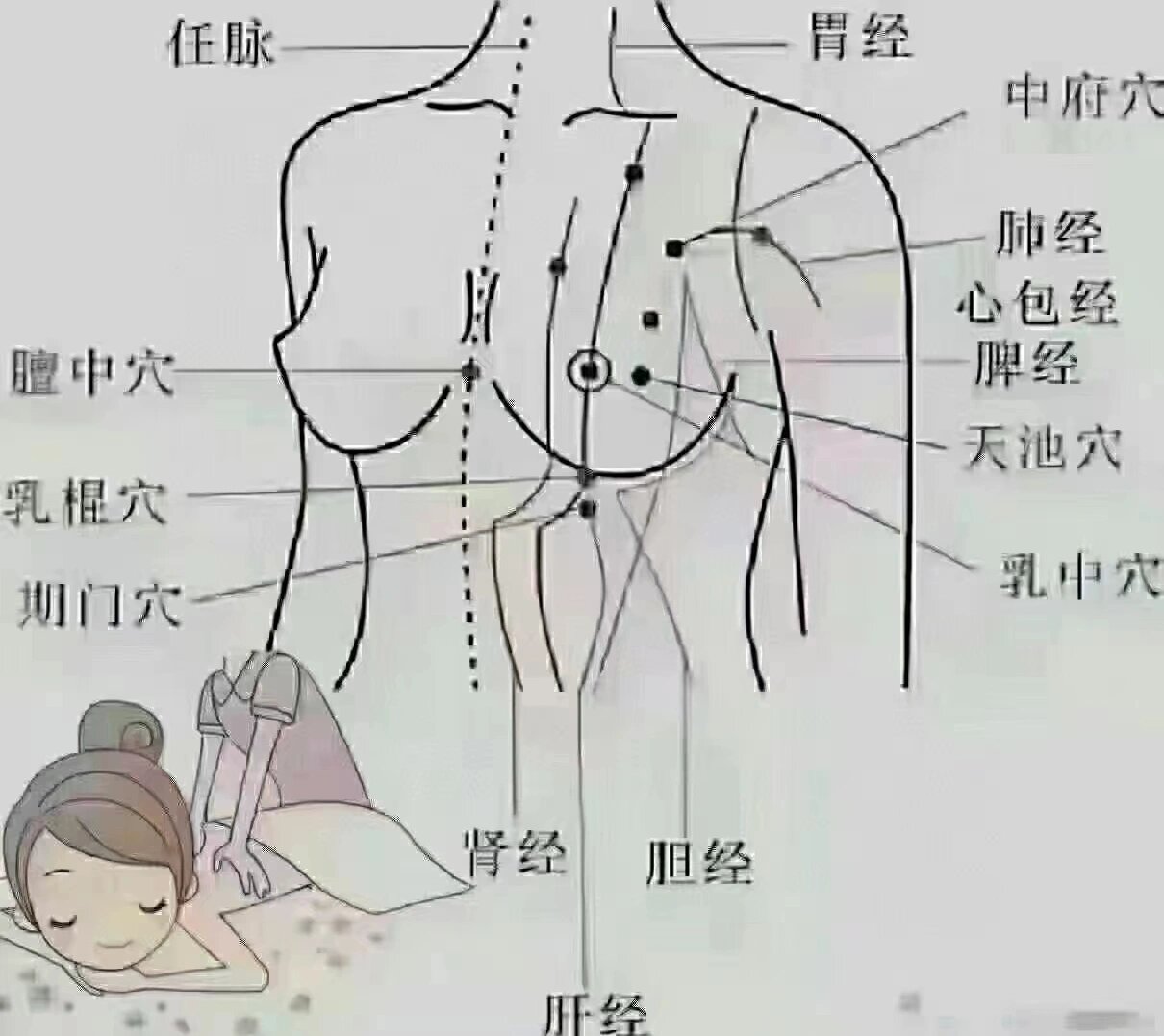 胸部健康 人体一共365个穴位 其中183个分布在胸部周围 一共12条经络