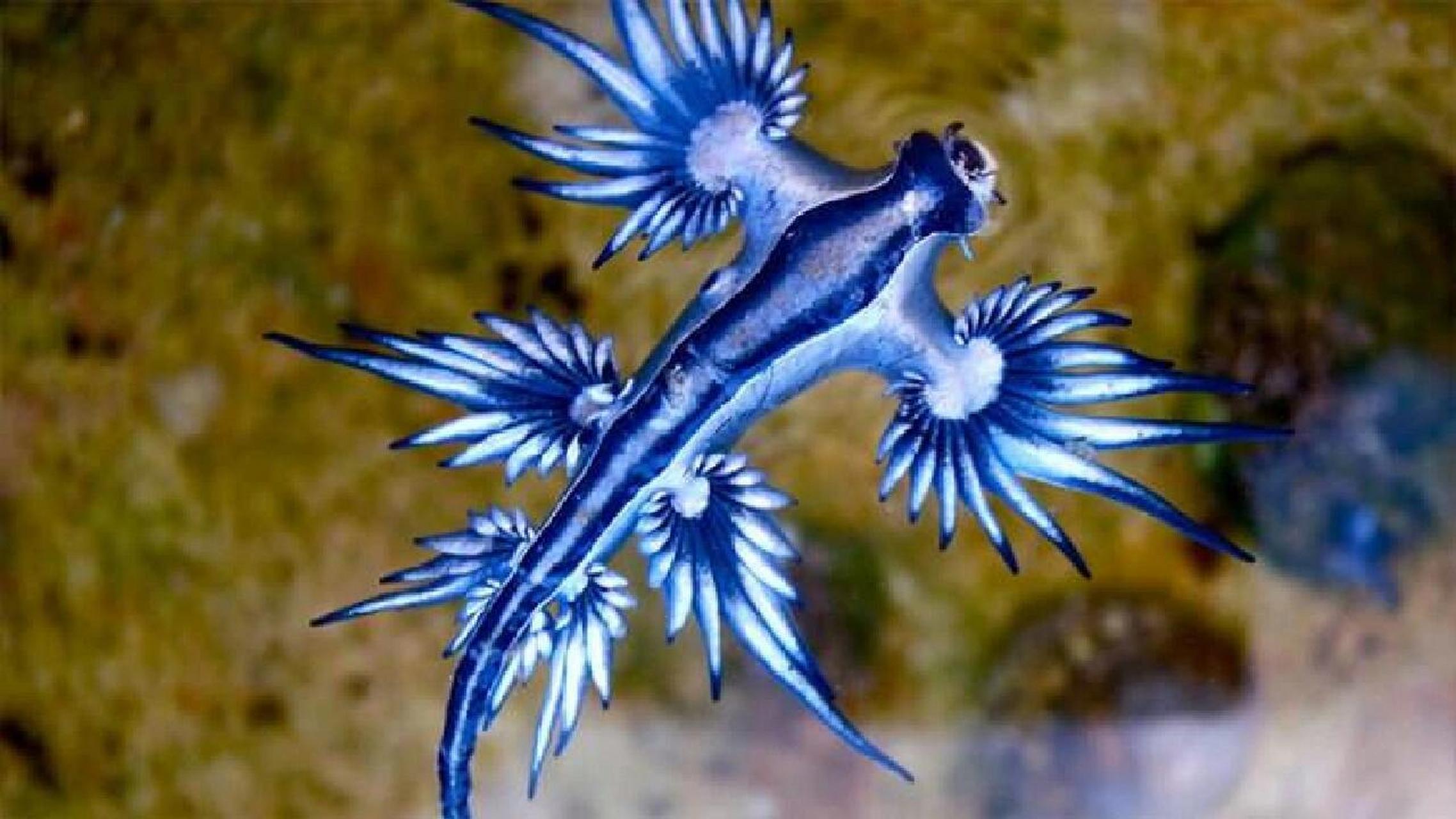 中文名:大西洋海神海蛞蝓 学名:glaucus atlanticus 别名:海燕 蓝龙