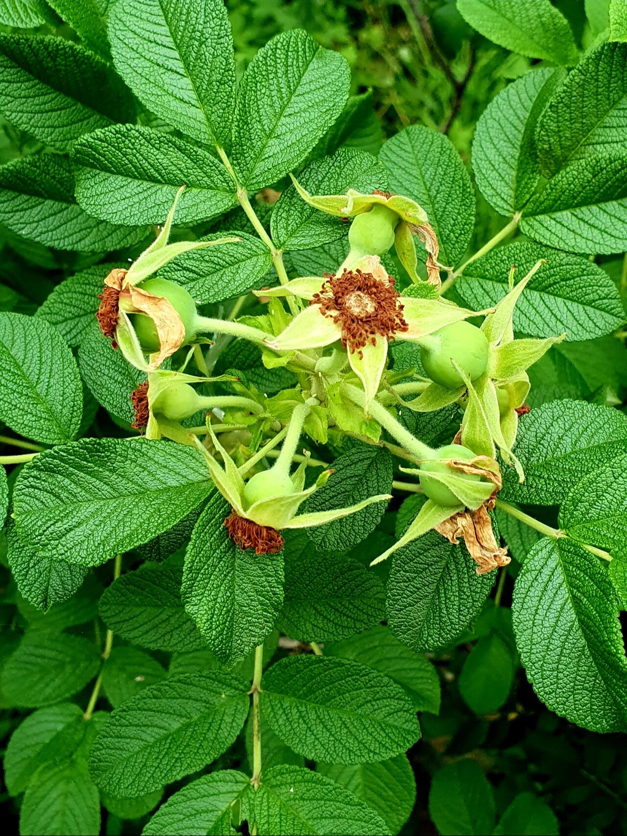 山刺玫 97别名刺玫,刺玫果.