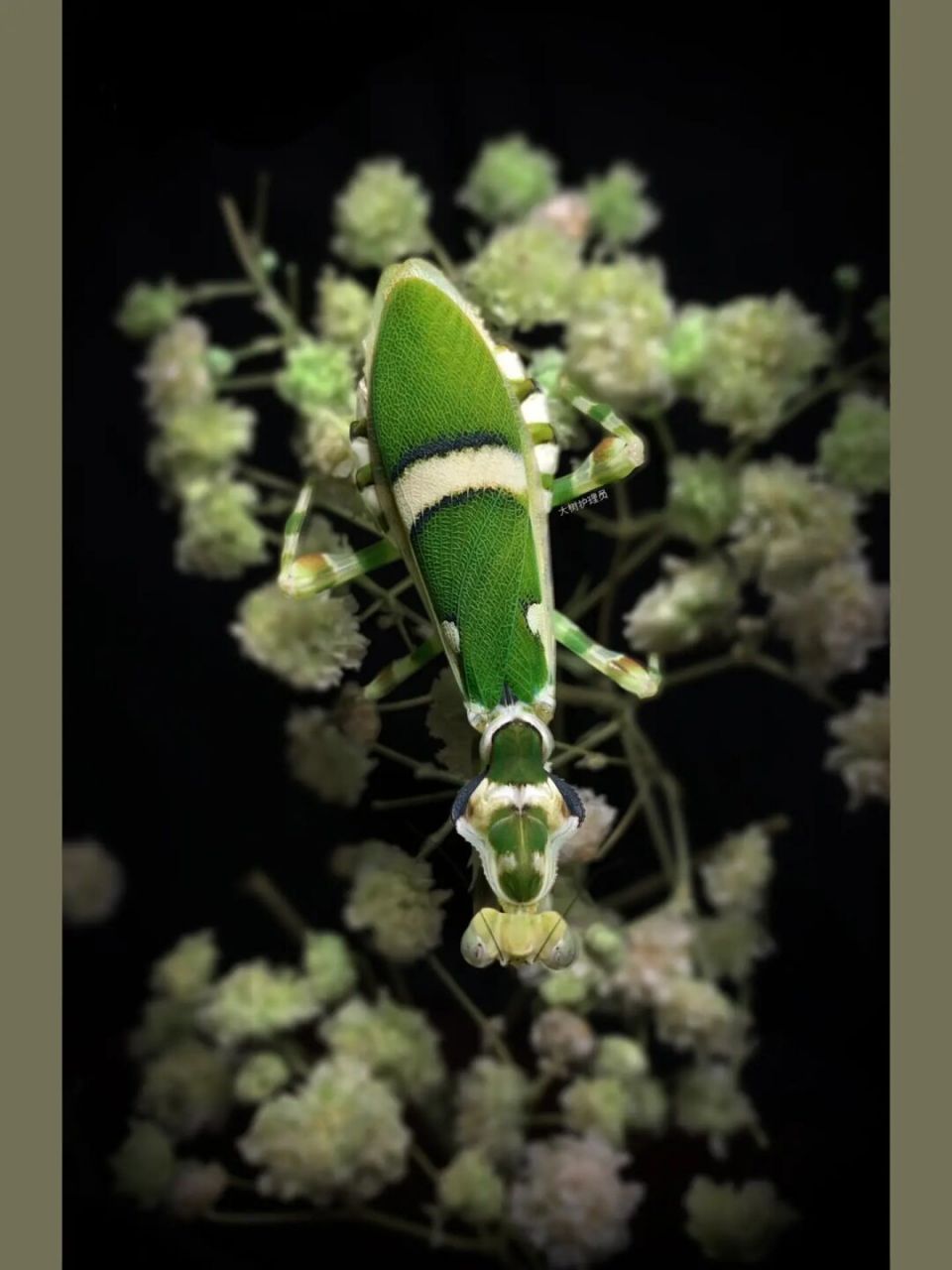 弧纹螳螂成体母虫～ 应该是版纳的中华弧纹?