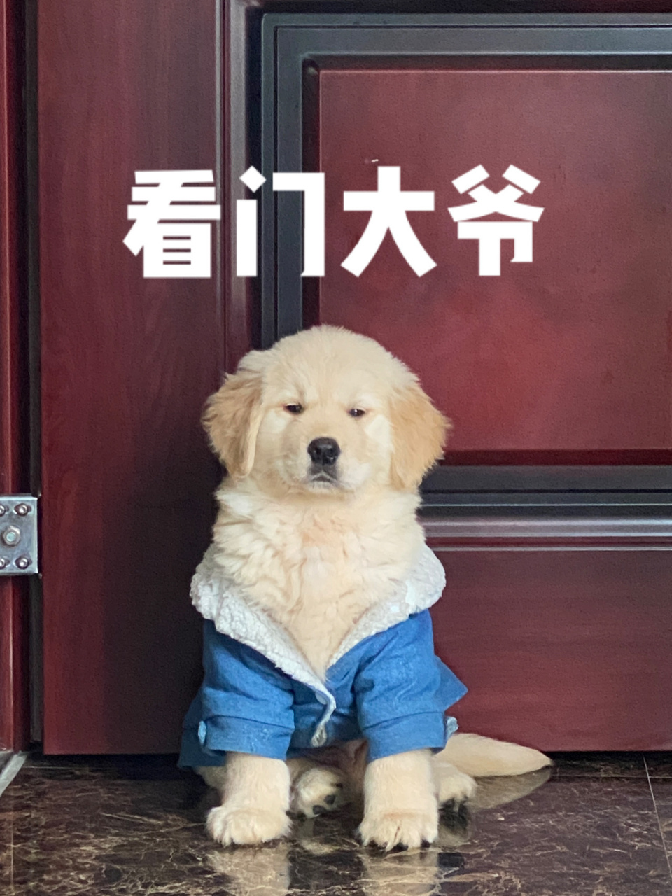金毛幼犬看门日常 图一:看出这位衣衫不整的"看门大爷"的不情愿了吗?