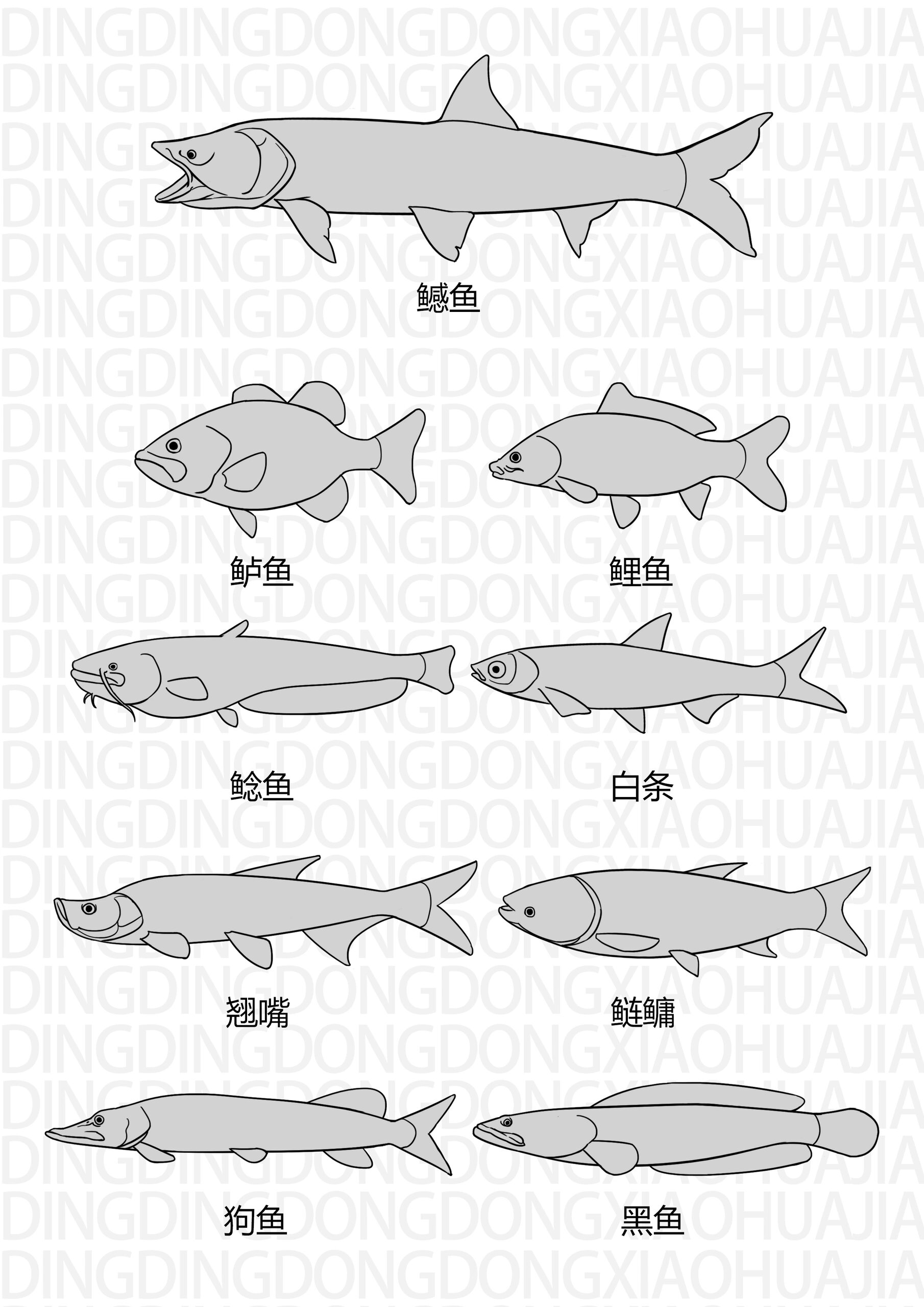 淡水鱼类简笔画