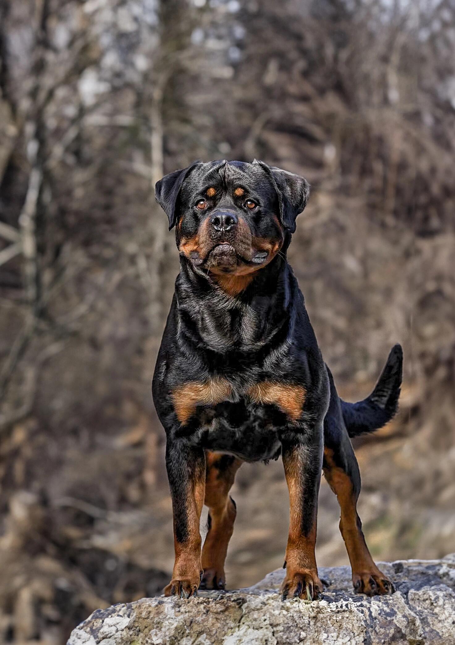 威武霸气的大型犬图片