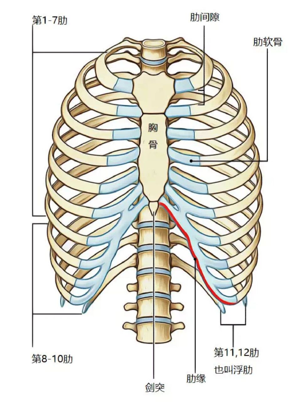 人体肋骨结构示意图图片