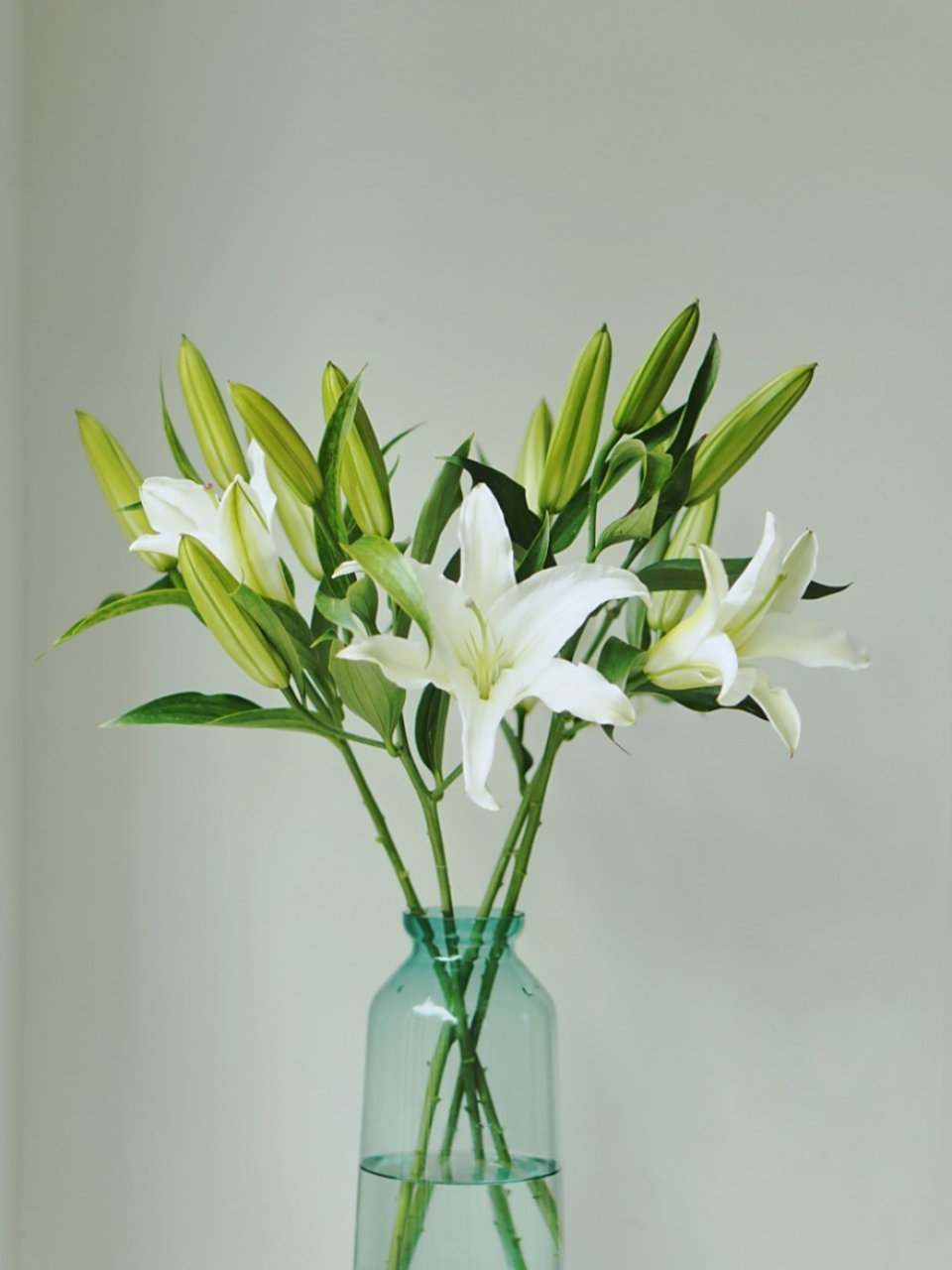 植花物语 |【西伯利亚百合】高雅的云裳仙子 西伯利亚百合原产于荷兰