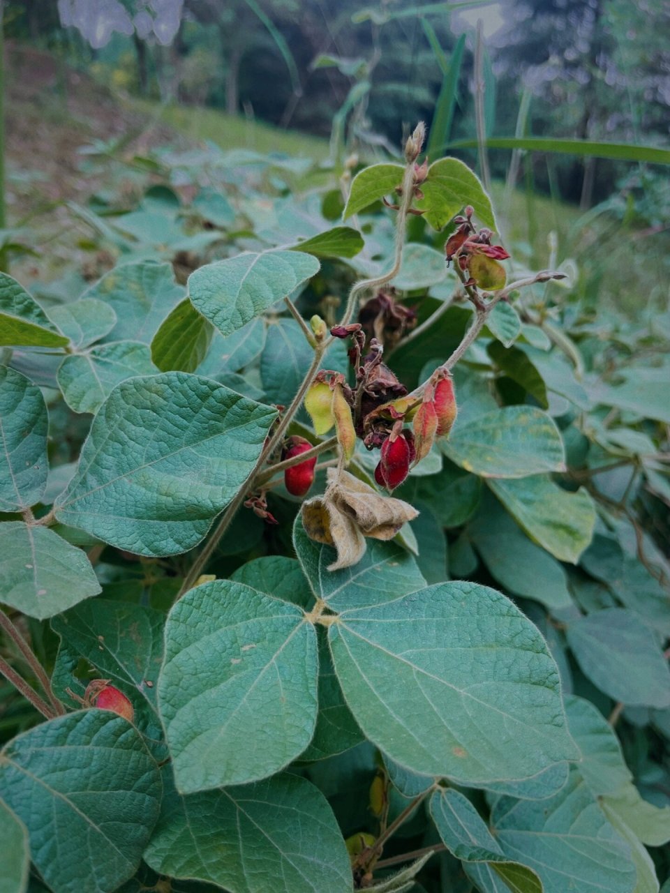 鹿藿的图片药用功效图片