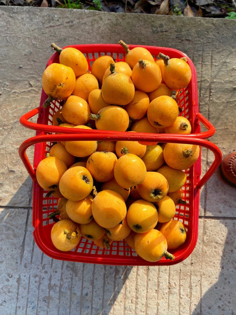 重庆采摘|合川枇杷采摘 古楼镇的枇杷熟啦～ 这里的枇杷又大又甜 地址