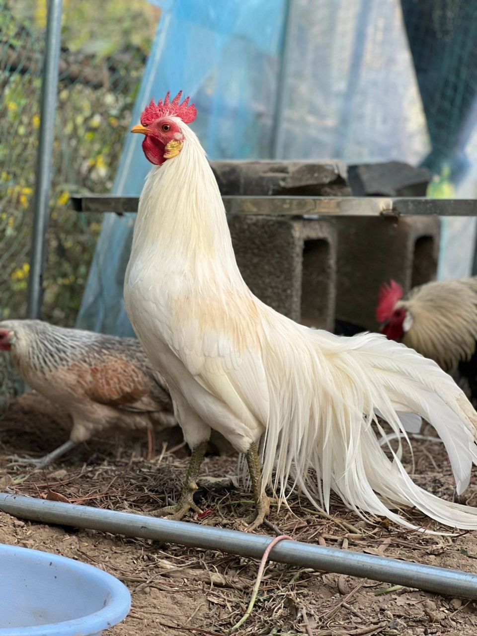 长尾鸡怎么会这么好看 怎么会这么好看