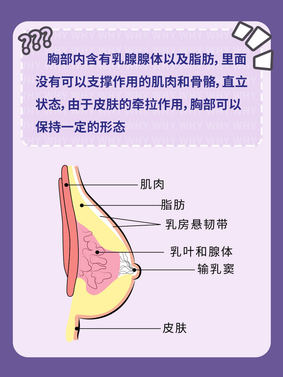 奶糖派胸型自测图片