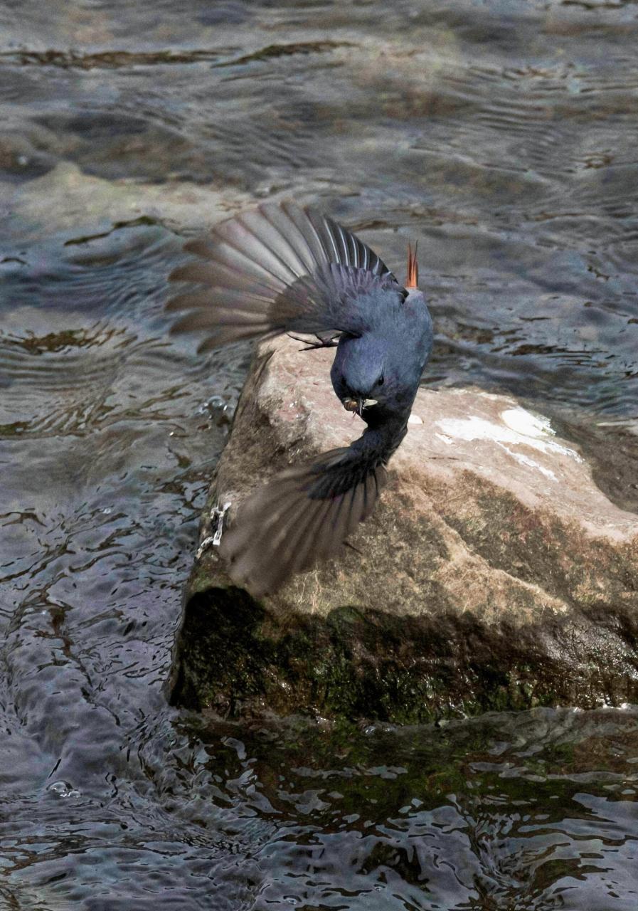 石燕儿夫妻双双把家还 红尾水够 红尾水够是雀形目鹅科水够属鸟类,又