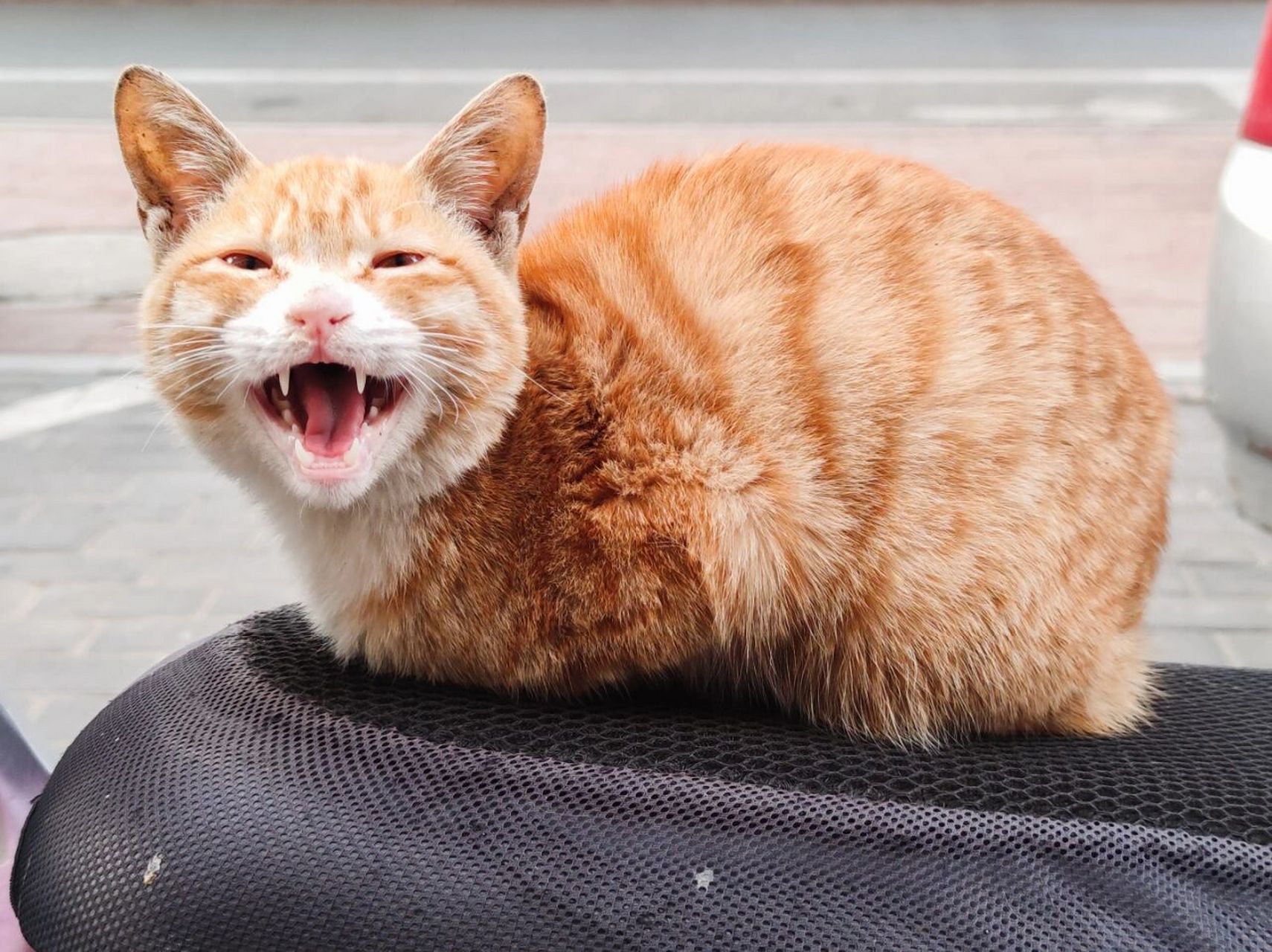肥橘猫表情包图片