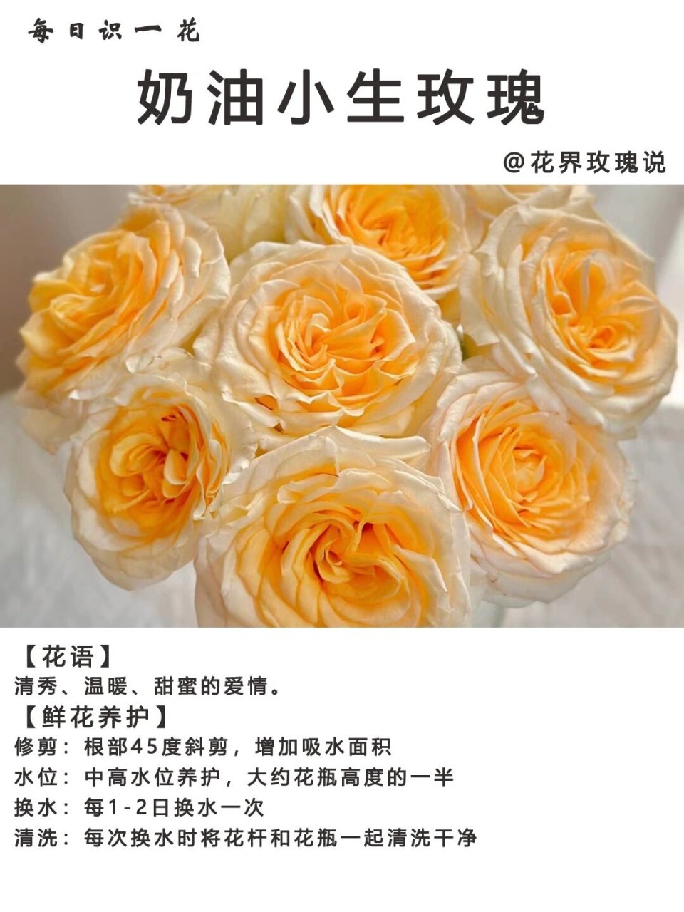 day187|每日识一花|奶油小生玫瑰 奶油小生(cream bun),一款由北京兰