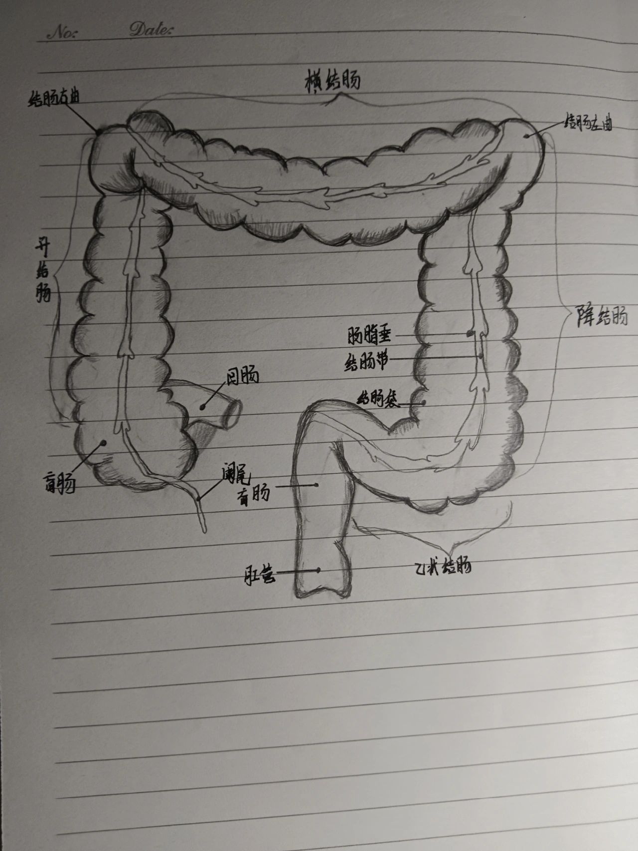 小肠绒毛结构图简笔画图片