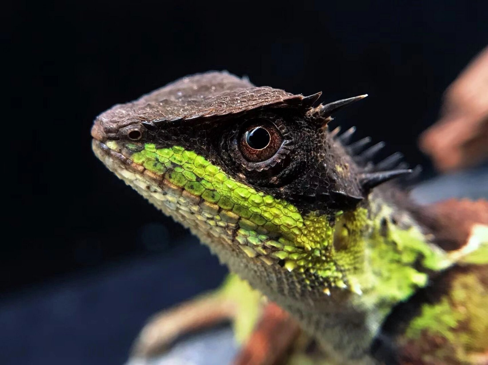 f 十字领角蜥 十字领角蜥199