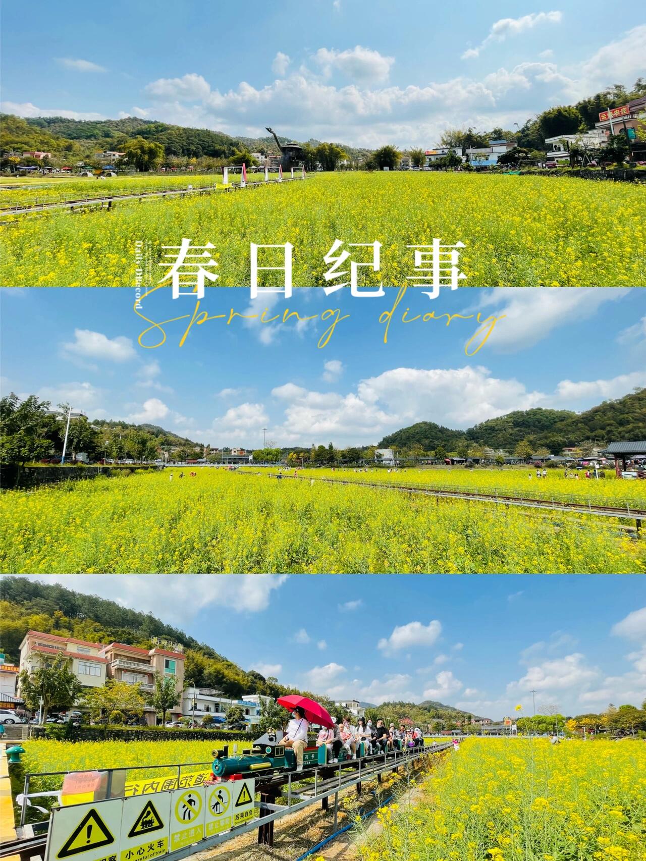 广州红山村油菜花图片