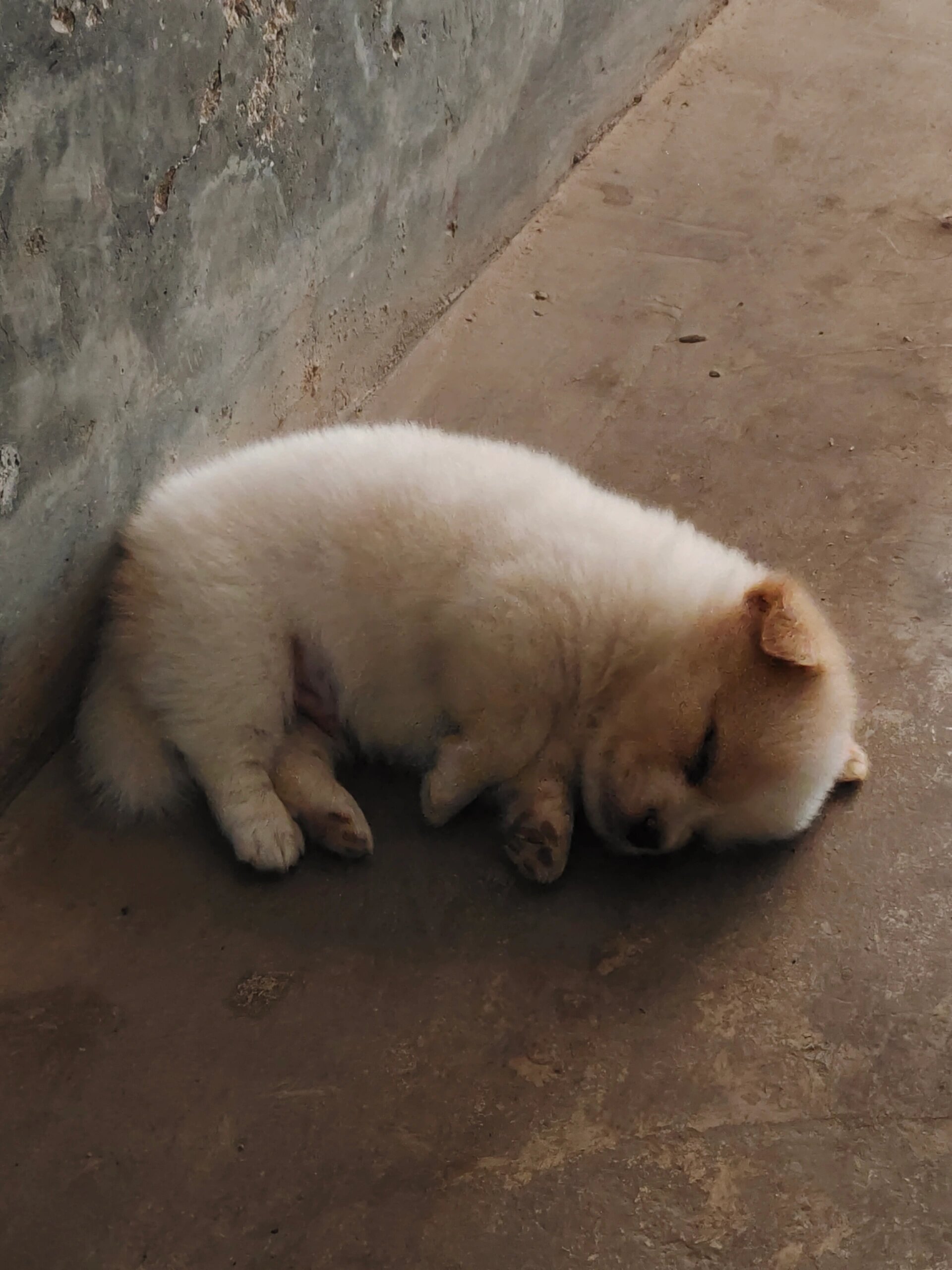 小狗照片真实图片土狗图片