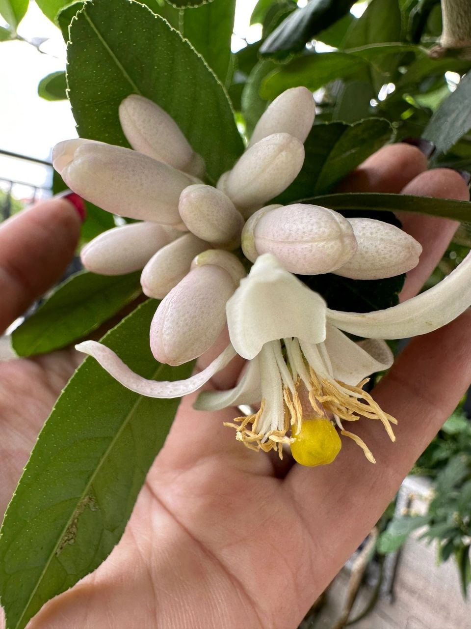 总算会辨认柠檬花的雌雄了 图1/图2花束里第一朵打开的就是雌花,雌花