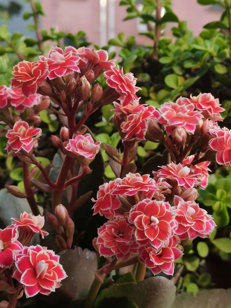 金丝带—长寿花 闲来无事,又跑去逛了!天凉之前先养个品种吧!