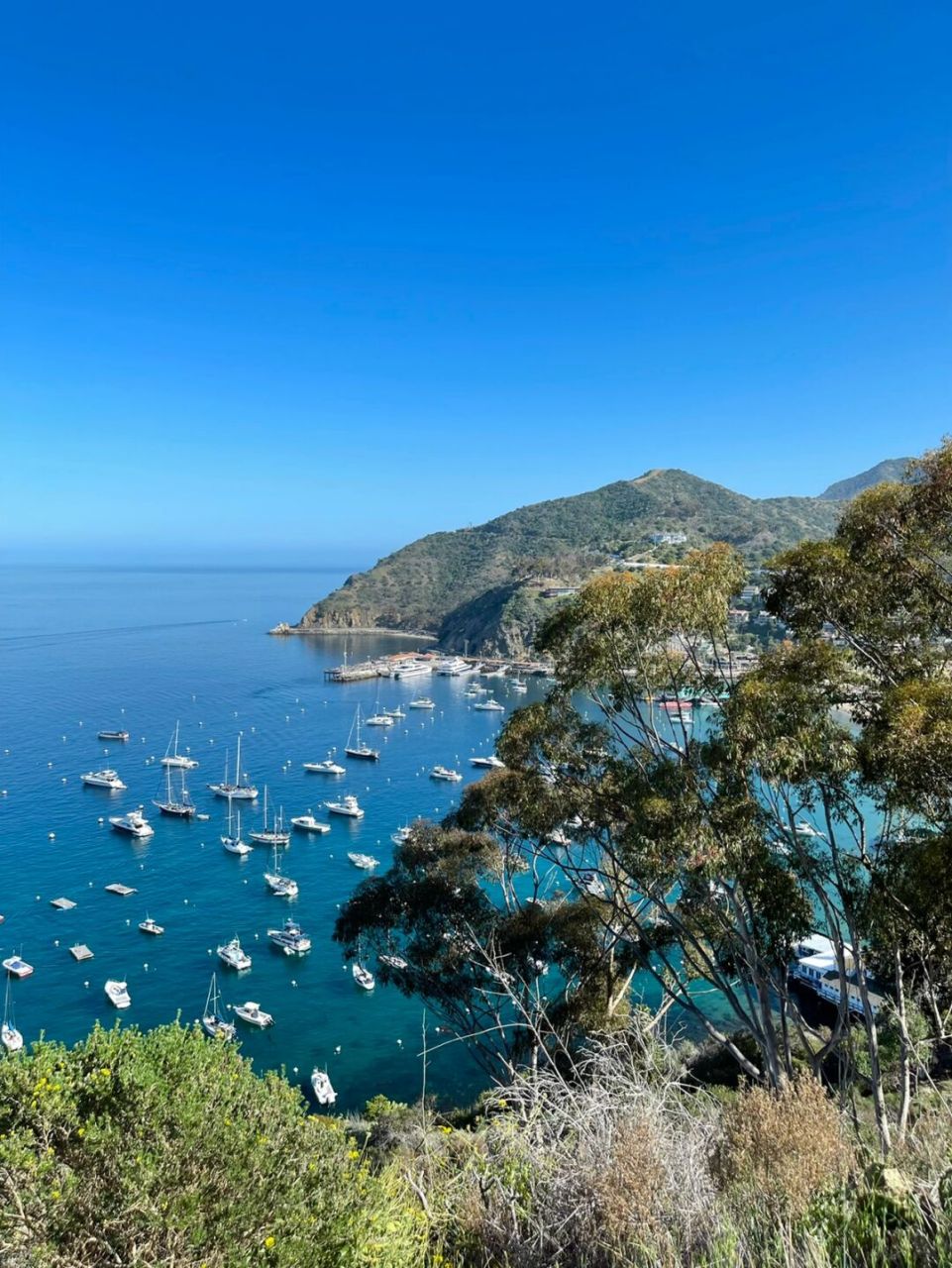 catalina island|南加州后花园真的太美了 我宣布这就是我最爱的小岛