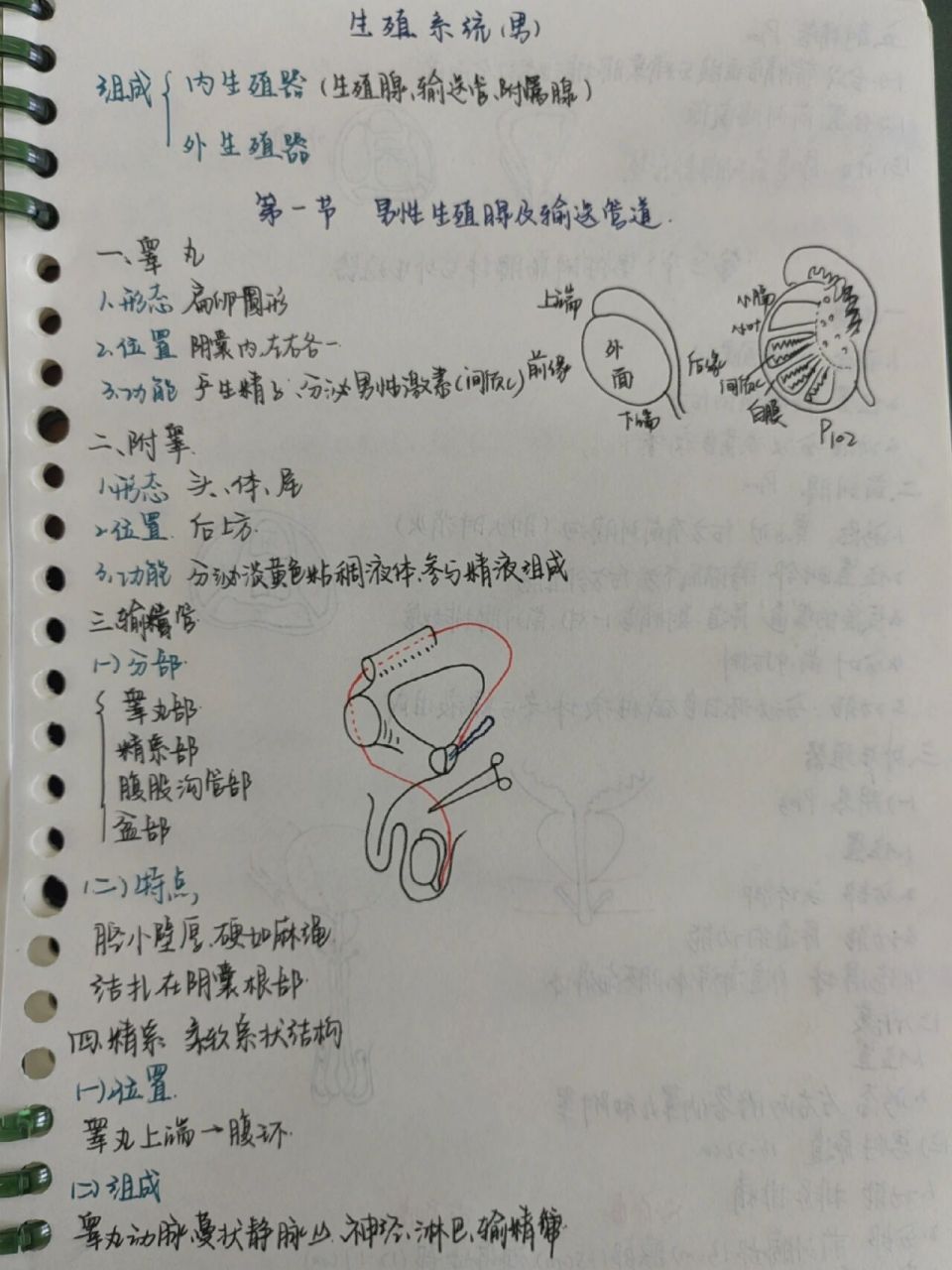 霍琨老师解剖学笔记生殖系统