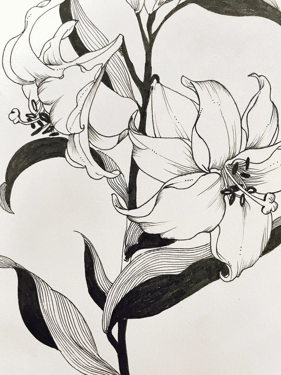 21/100针管笔 | 百合花🌸黑白线描(有步骤) 💛非常开心能和新关注