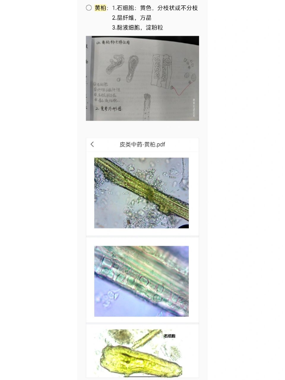 嵌晶纤维,砂晶 3.棕色块 4.表皮细胞碎片 2⃣黄连:1