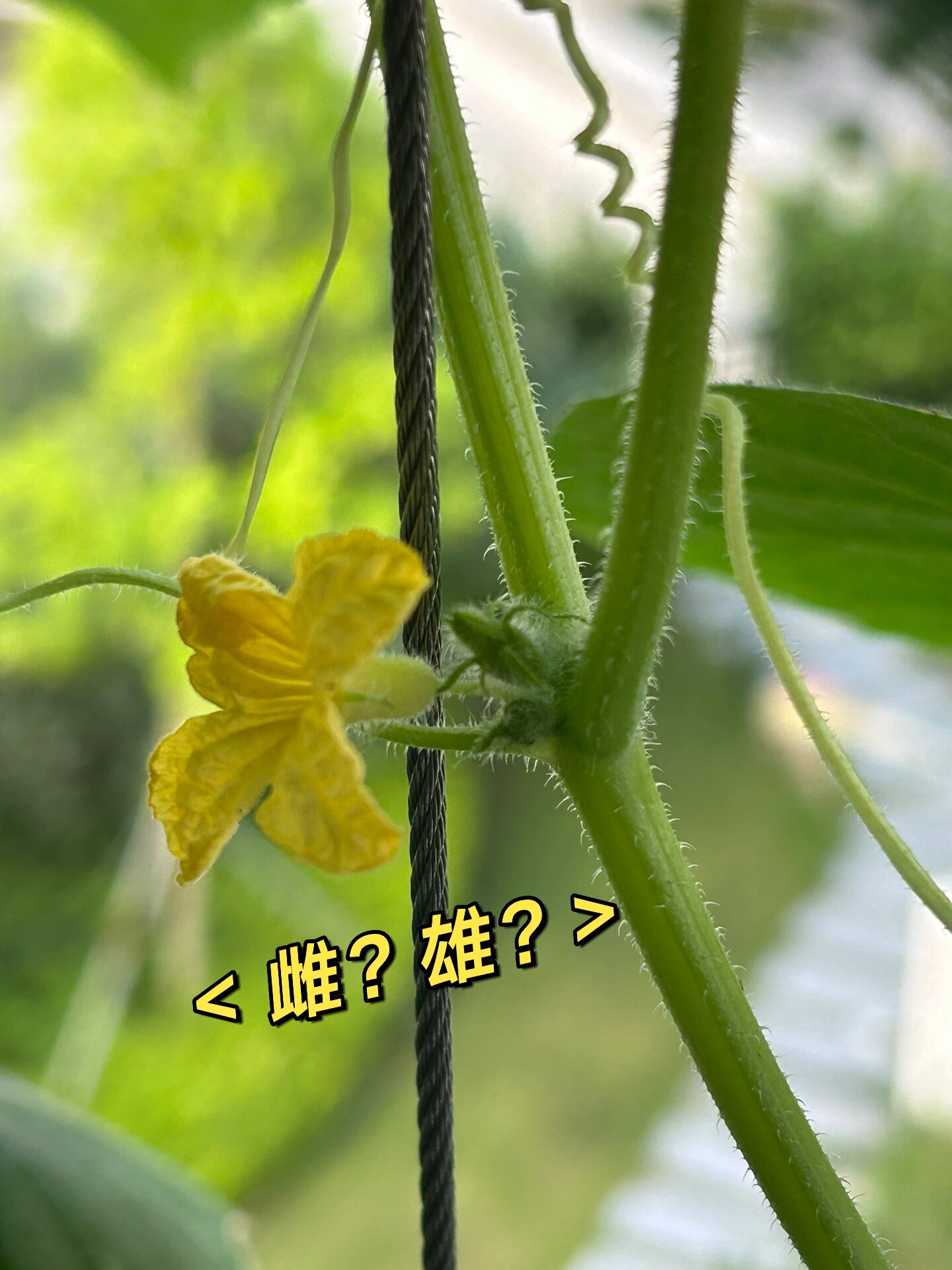 黄瓜花雄蕊和雌蕊图片