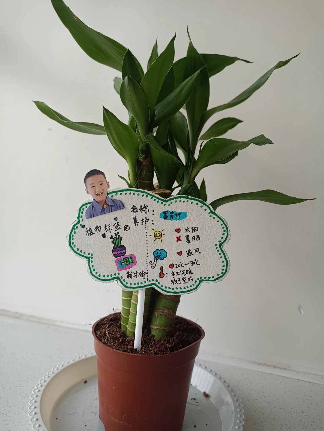 幼儿园植物标签# 插好标签做好一枚小园丁!