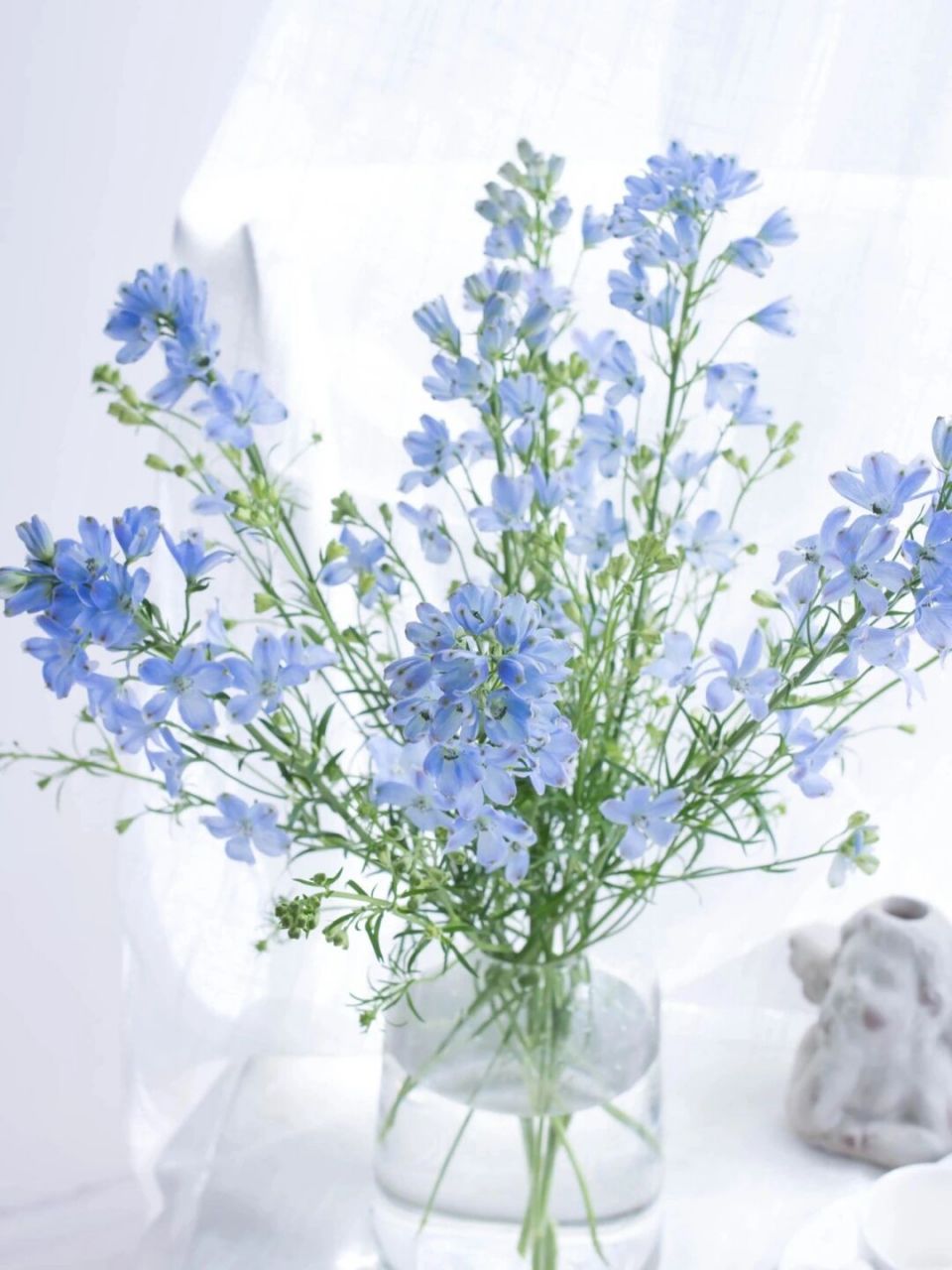 小飞燕姿态比较的优美,整体比较的纤细,花形比较的别致,跟飞舞的小