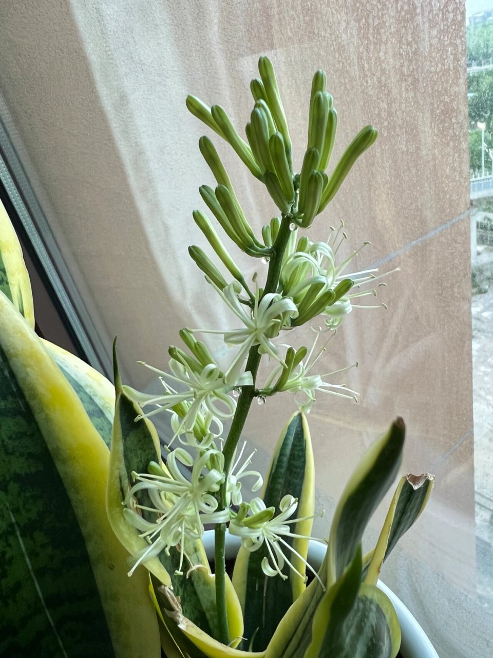 养了三年左右 终于开出了第一束花98 据说虎皮兰开花会带来好运呢