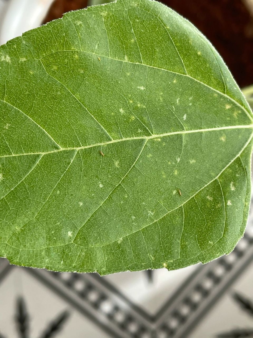 叶子发黄了,仔细一看,每片叶子上都有虫子!