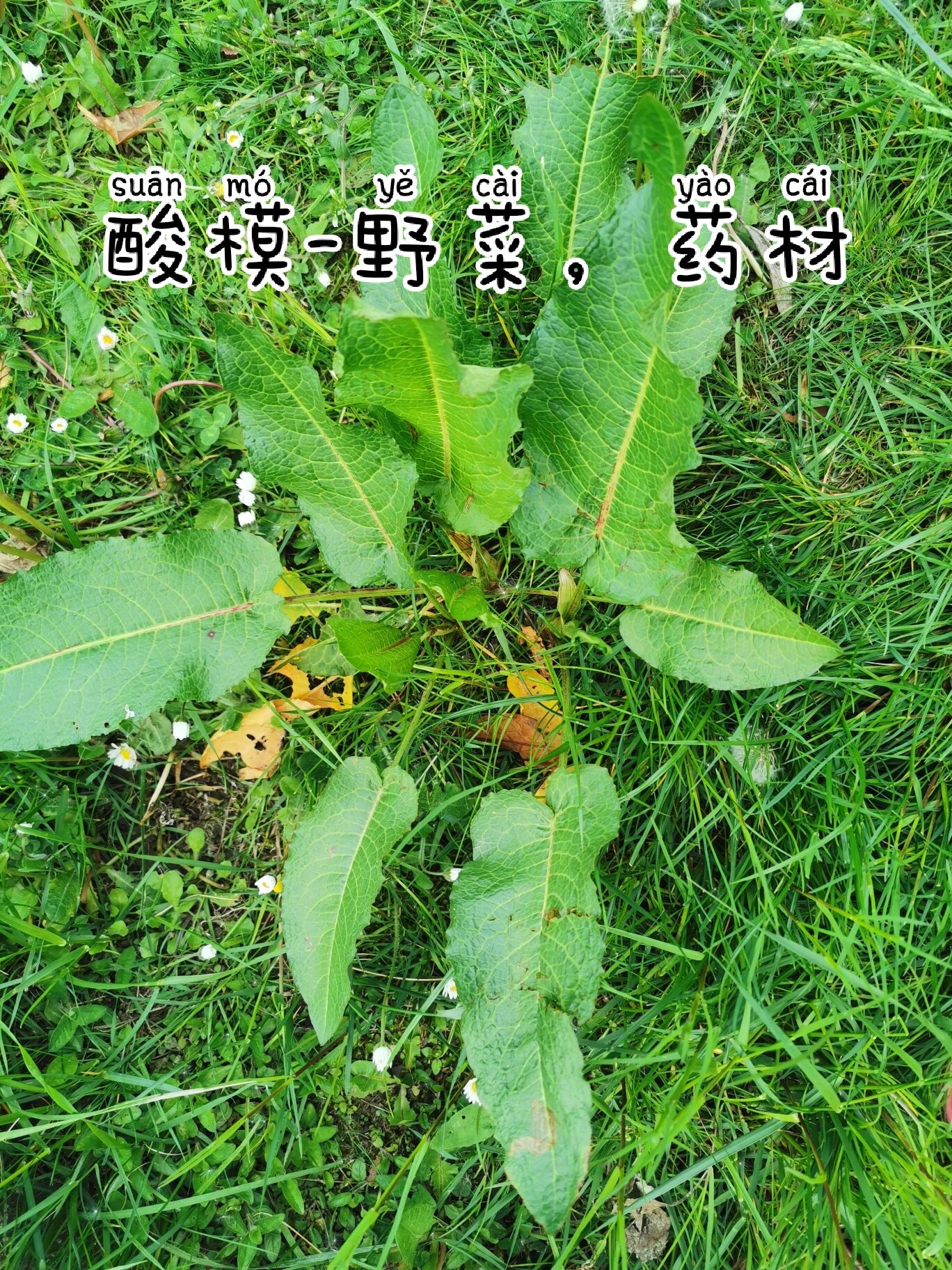 紫茎酸模图片