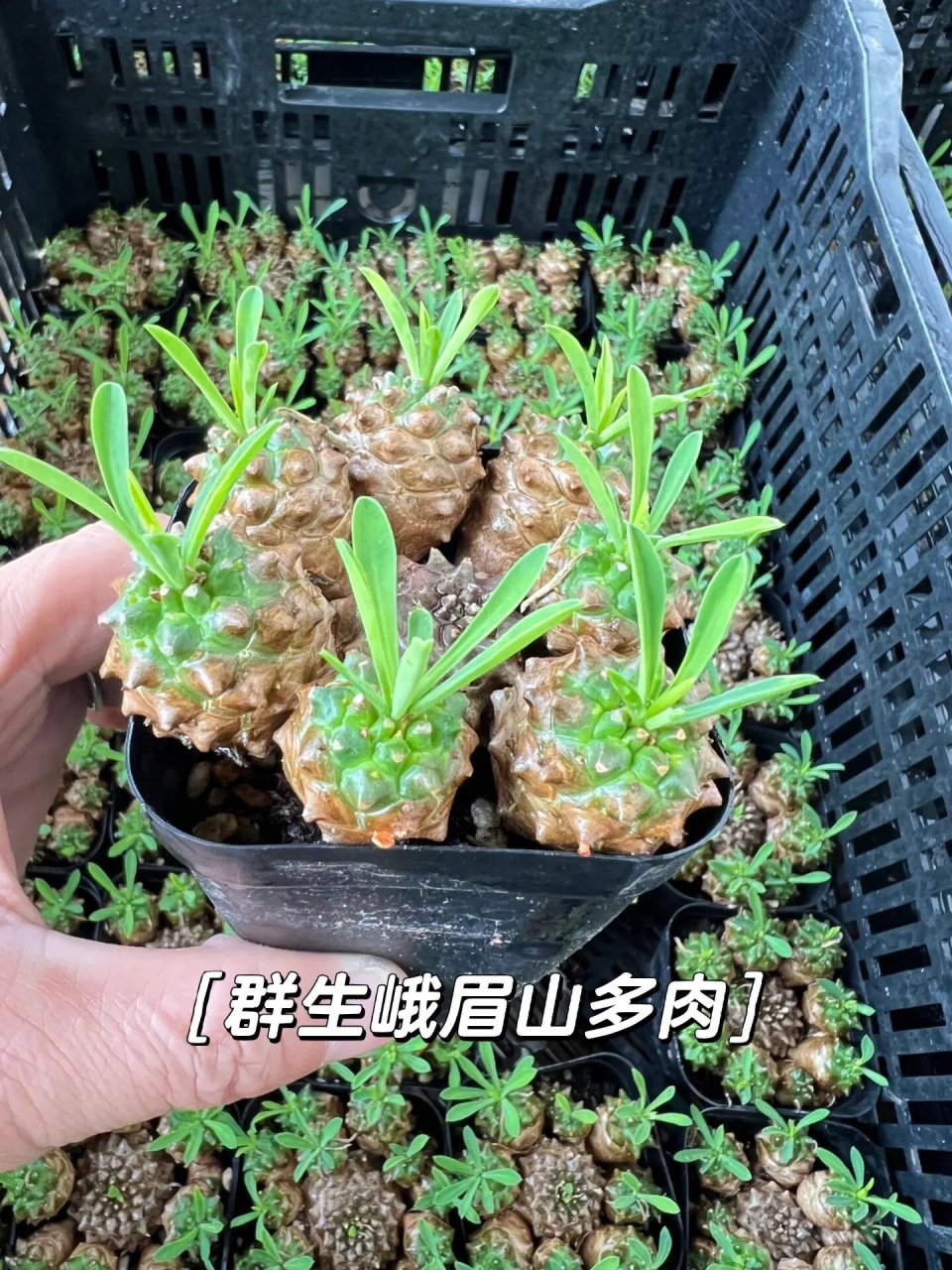 群生峨眉山多肉铁甲麒麟韩国进口老桩小菠萝