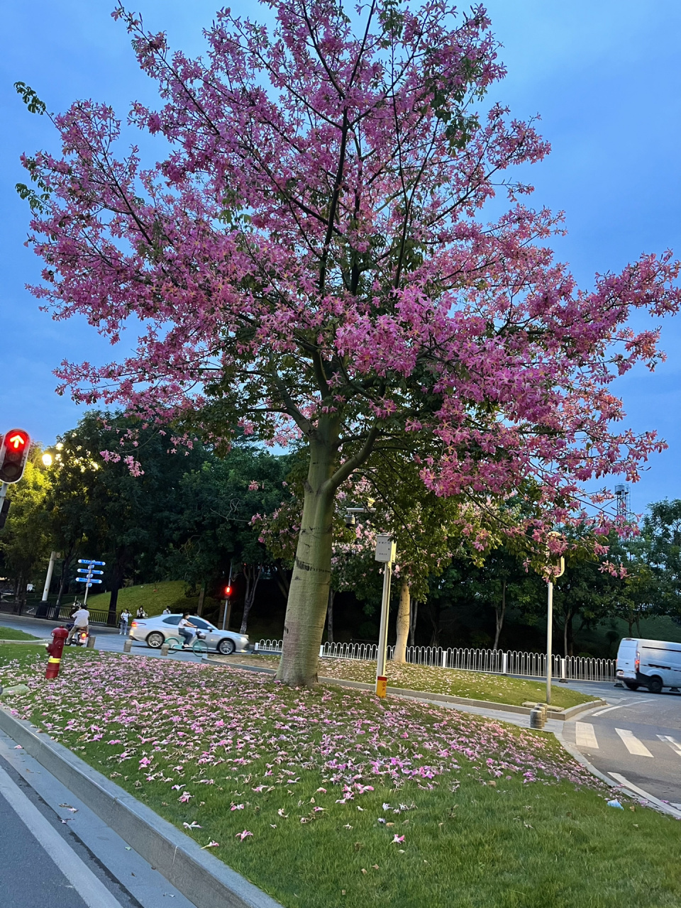 紫荆花90大腹木棉花:傻傻分不清楚 大腹木棉又称异木棉和紫荆花的