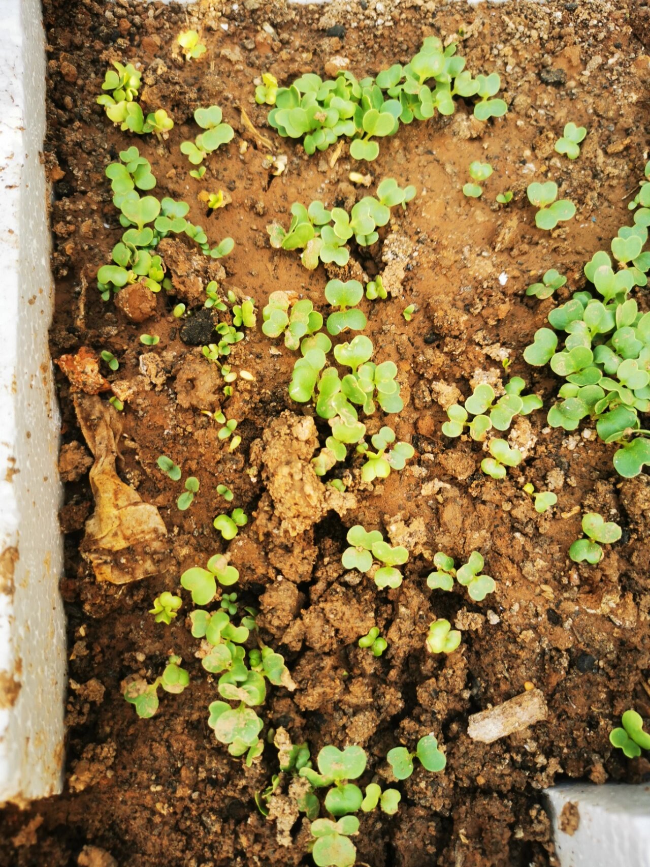 小白菜刚发芽的图片图片