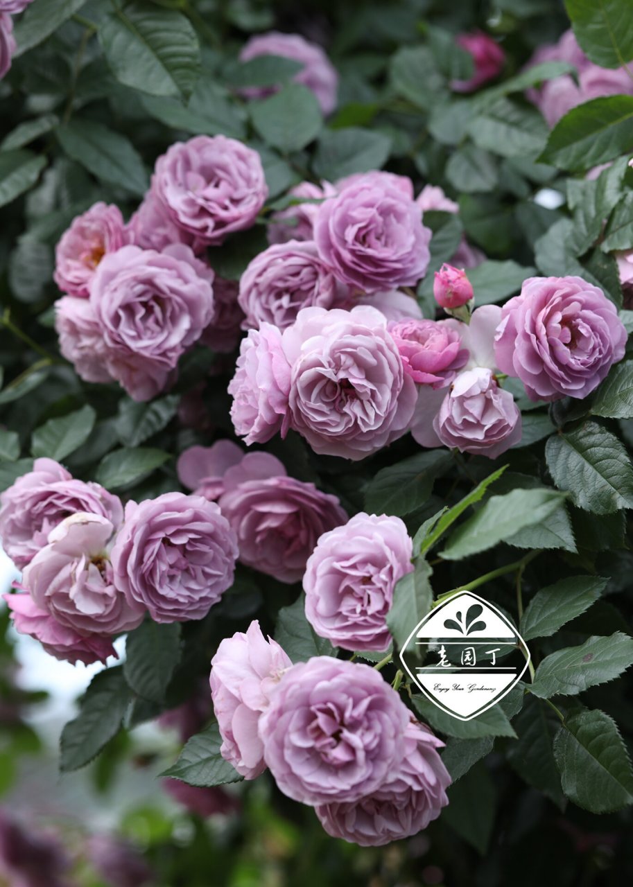 藤本月季品种2661546615:薰衣草花环 薰衣草花环 lavender