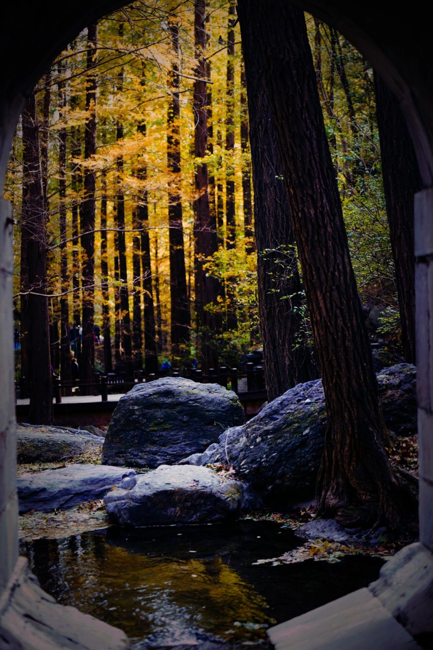 北京国家植物园植物界的活化石|樱桃沟水杉 北京国家植物园樱桃沟
