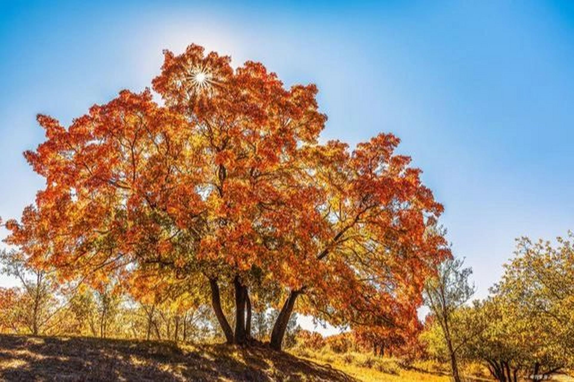 丛生五角枫 丛生五角枫属落叶乔木,是五角枫树的一种,产地分布于中国