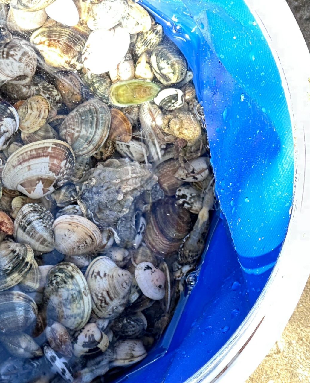 接下来的一段日子都是赶海非常好的时节～ 	 在莱州虎头崖赶海其实还