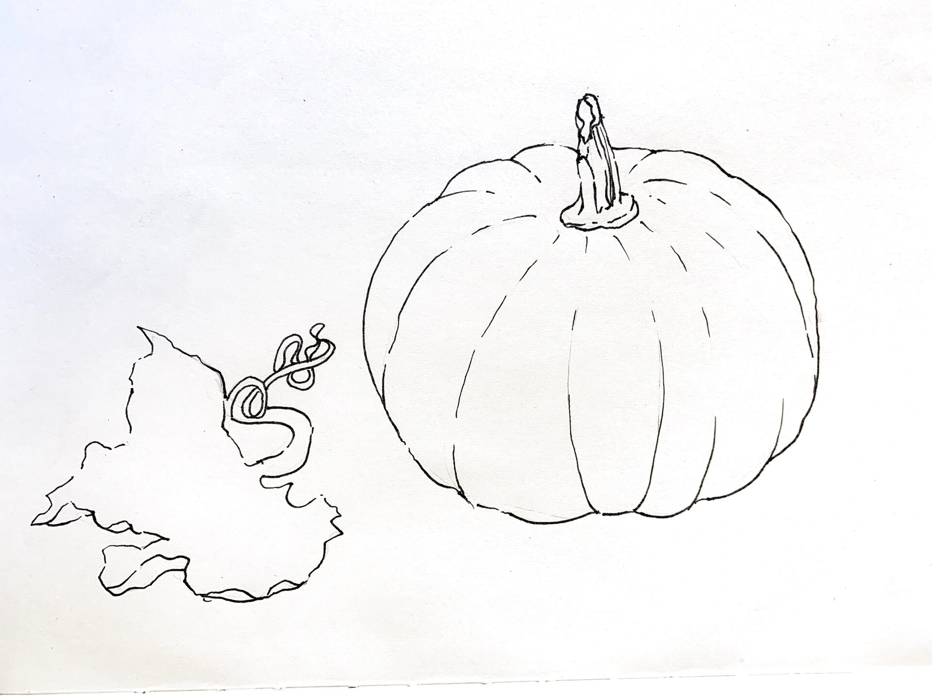 美术线描写生-南瓜