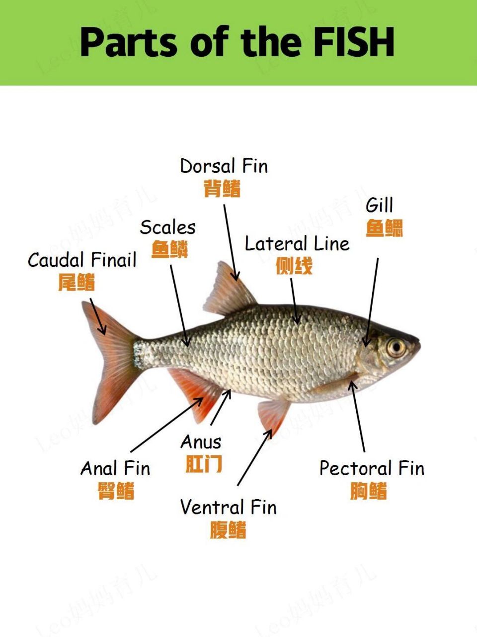 鱼的组成部分名称图片