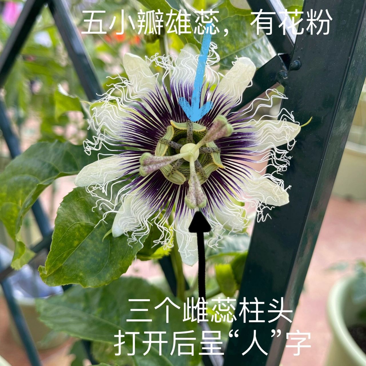 百香果花结构图图片