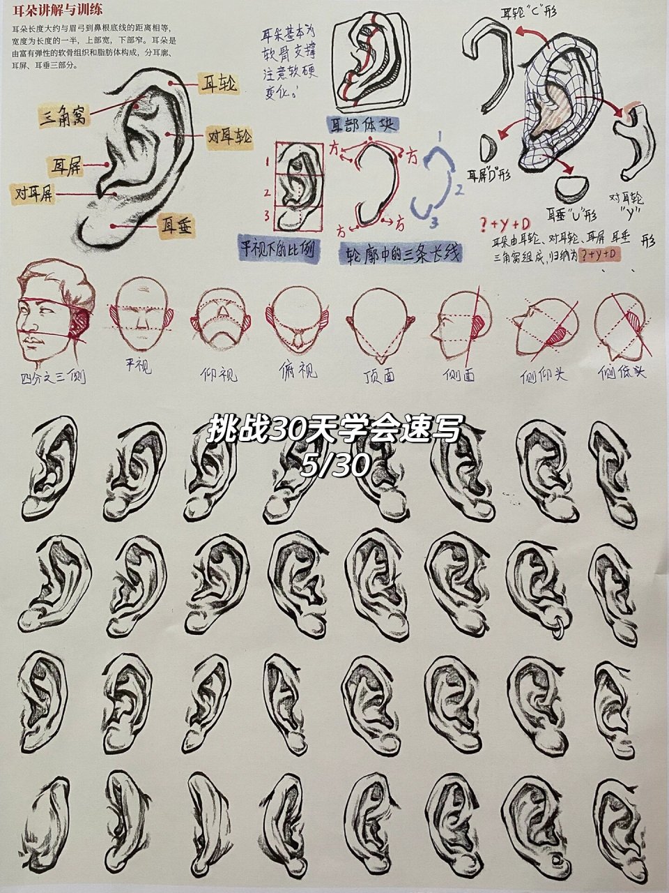5/30,挑战30天学会速写(耳朵)! day5: 局部训练之——耳朵.