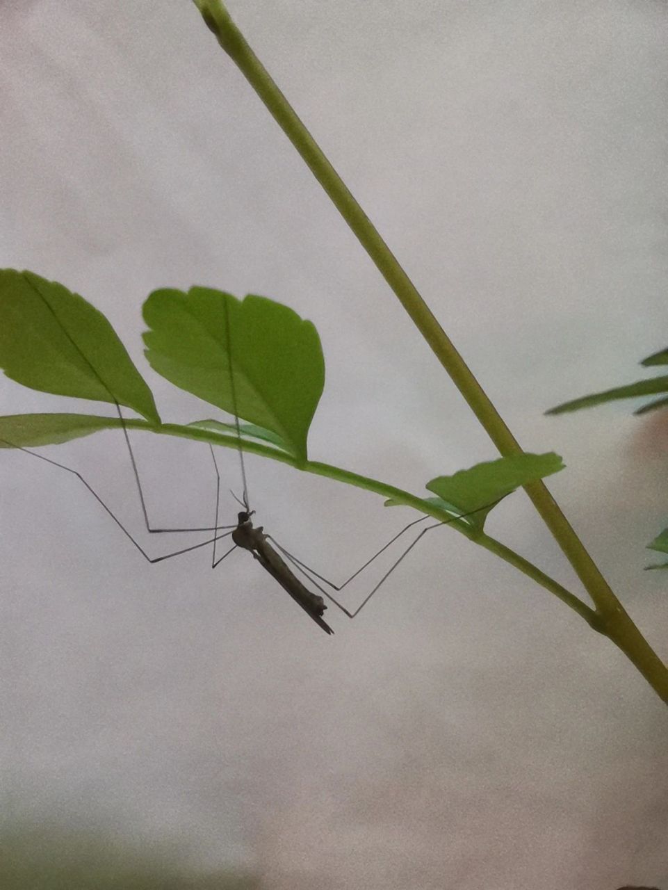 这是蚊子吗?蚊艺圈里的大长腿!