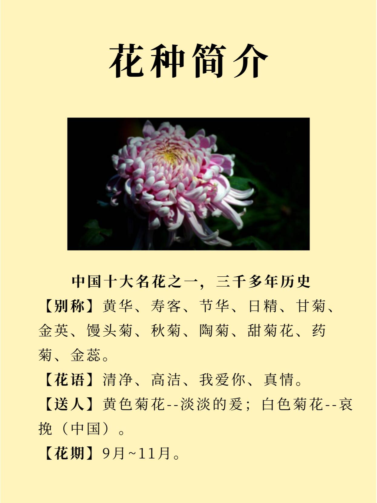 每天认识一种花 | 菊花