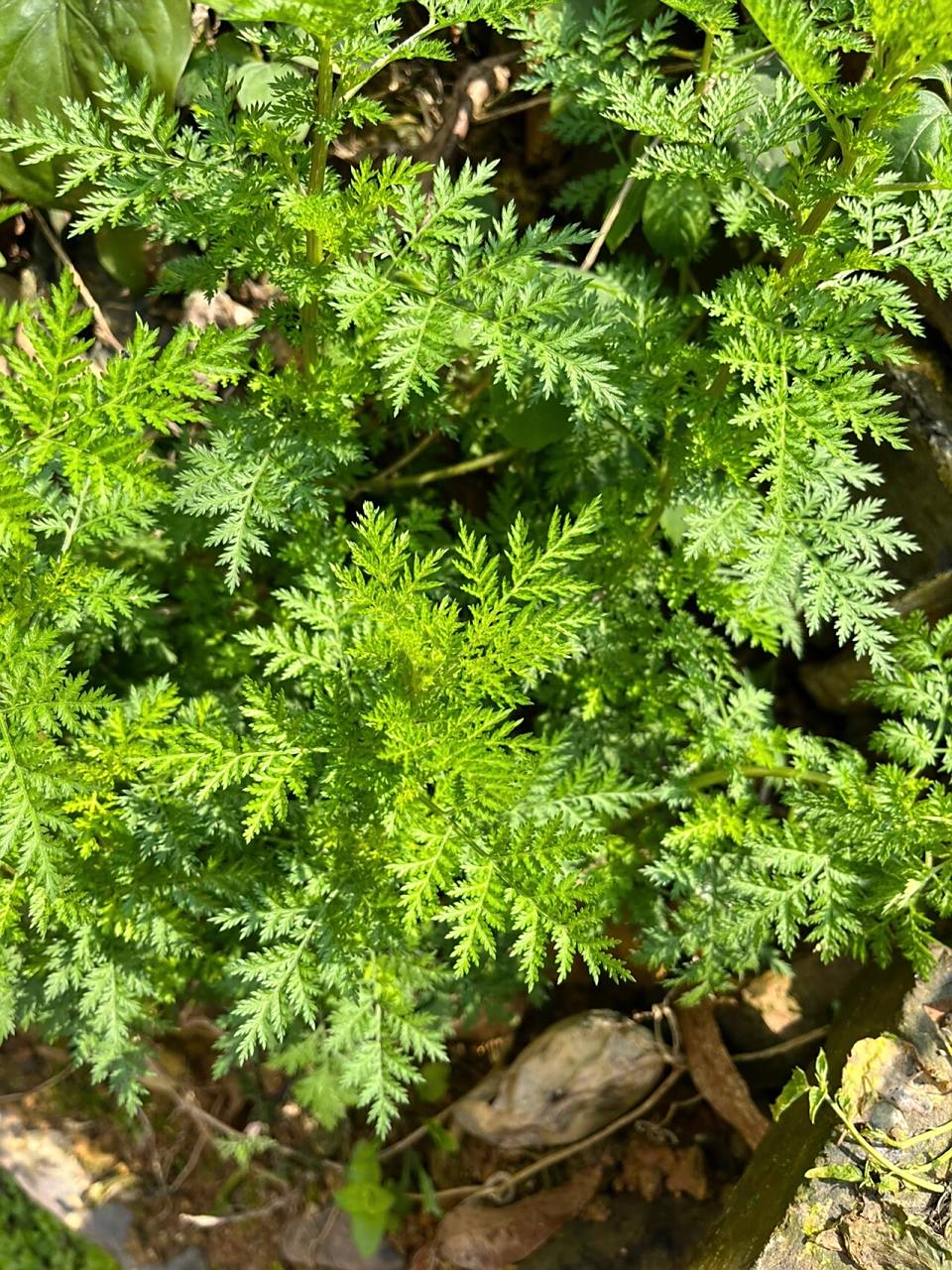 草药91,臭草,儿时长痱子会拿来泡水冲凉92 不知道学名叫啥,就是